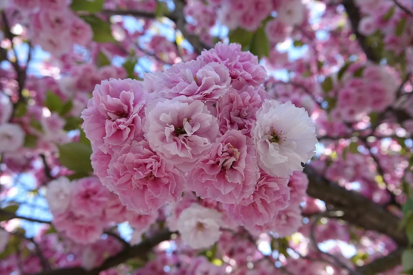 Japanese Cherry Blossom Tree - Prunus serrulata