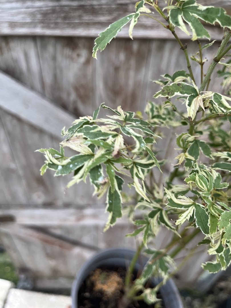 Japanese Maple Acer 'Butterfly' - Acer palmatum