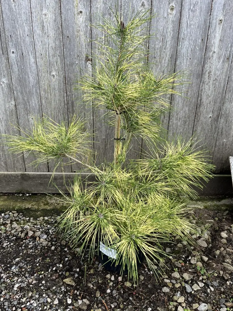Japanese Red Pine 'Golden Ghost' 60/80cm (5L) - Image 4