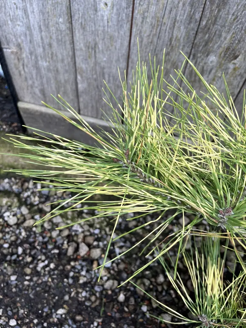 Japanese Red Pine 'Golden Ghost' 60/80cm (5L) - Image 2