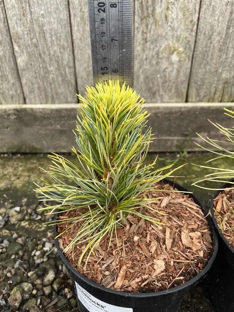 Japanese White Pine 'Goldilocks' 20/40cm (2L) - Image 9