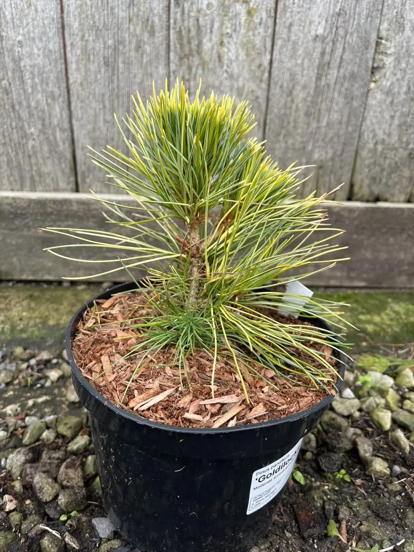 Japanese White Pine 'Goldilocks' 20/40cm (2L) - Image 6