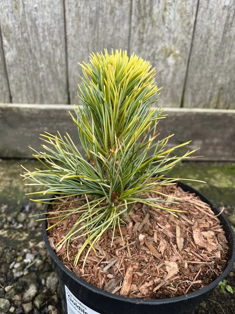 Japanese White Pine 'Goldilocks' 20/40cm (2L) - Image 7