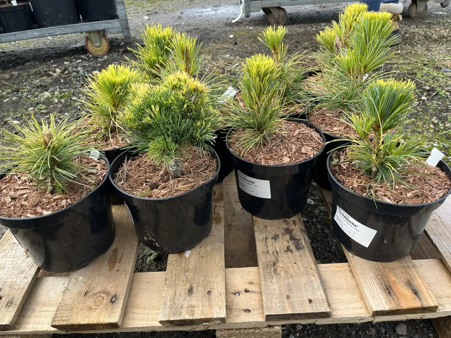 Japanese White Pine 'Goldilocks' 20/40cm (2L) - Image 2