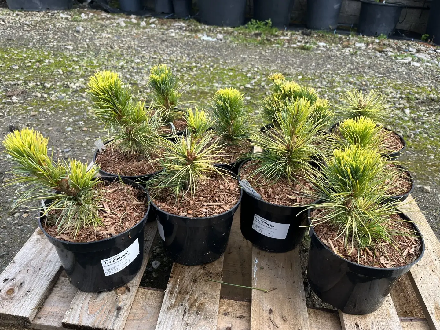 Japanese White Pine 'Goldilocks' 20/40cm (2L) - Image 3