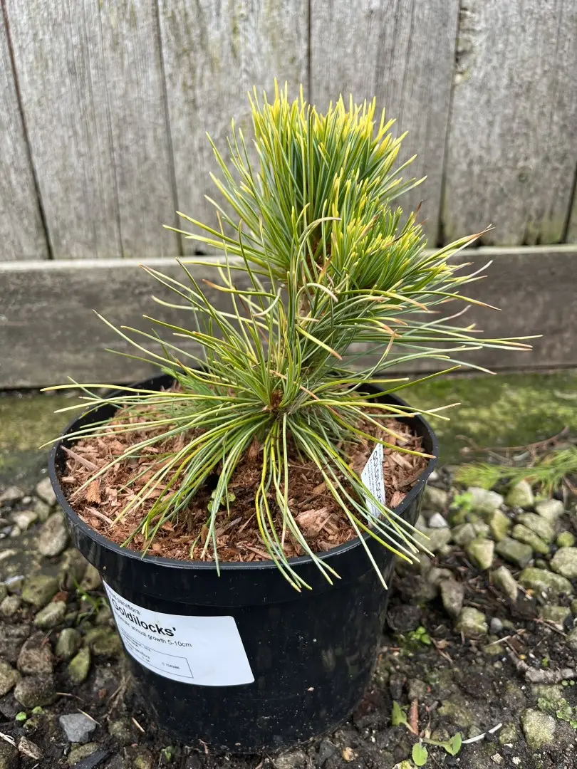 Japanese White Pine 'Goldilocks' 20/40cm (2L) - Image 5