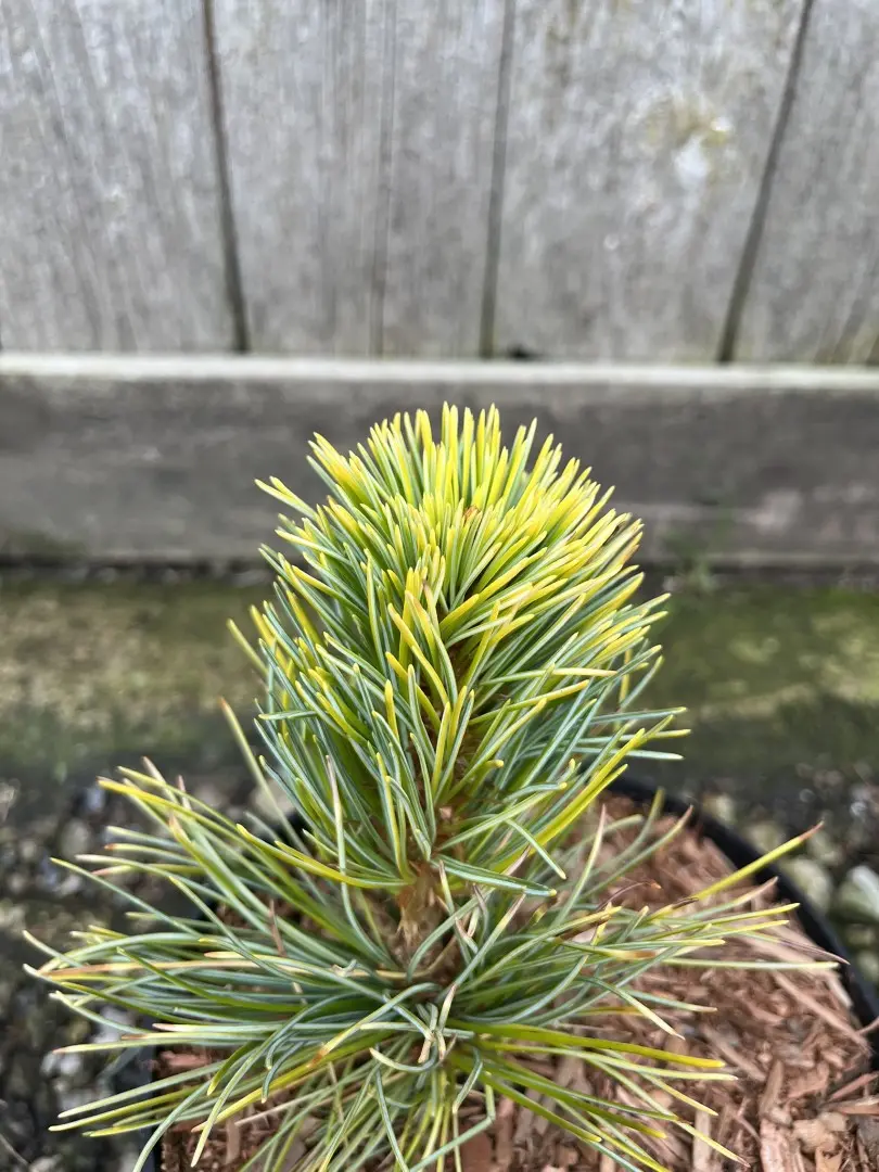 Japanese White Pine 'Goldilocks' 20/40cm (2L) - Image 8
