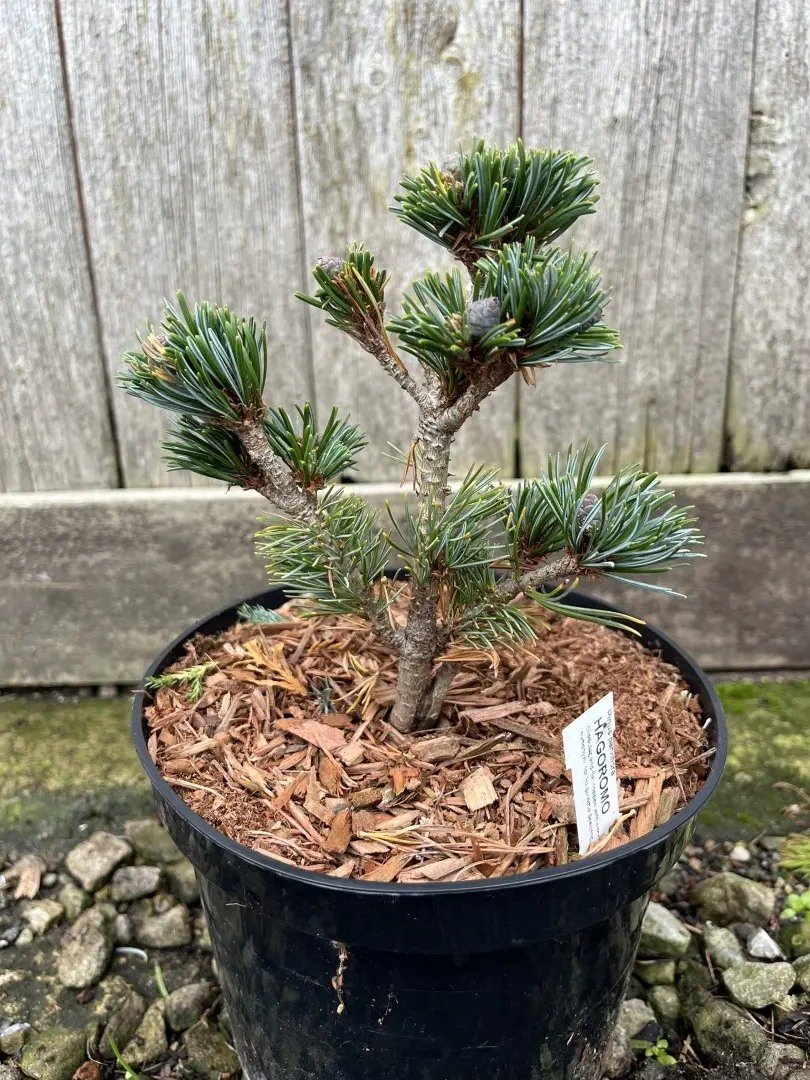 Japanese White Pine 'Hagoromo' 10/20cm (2L)