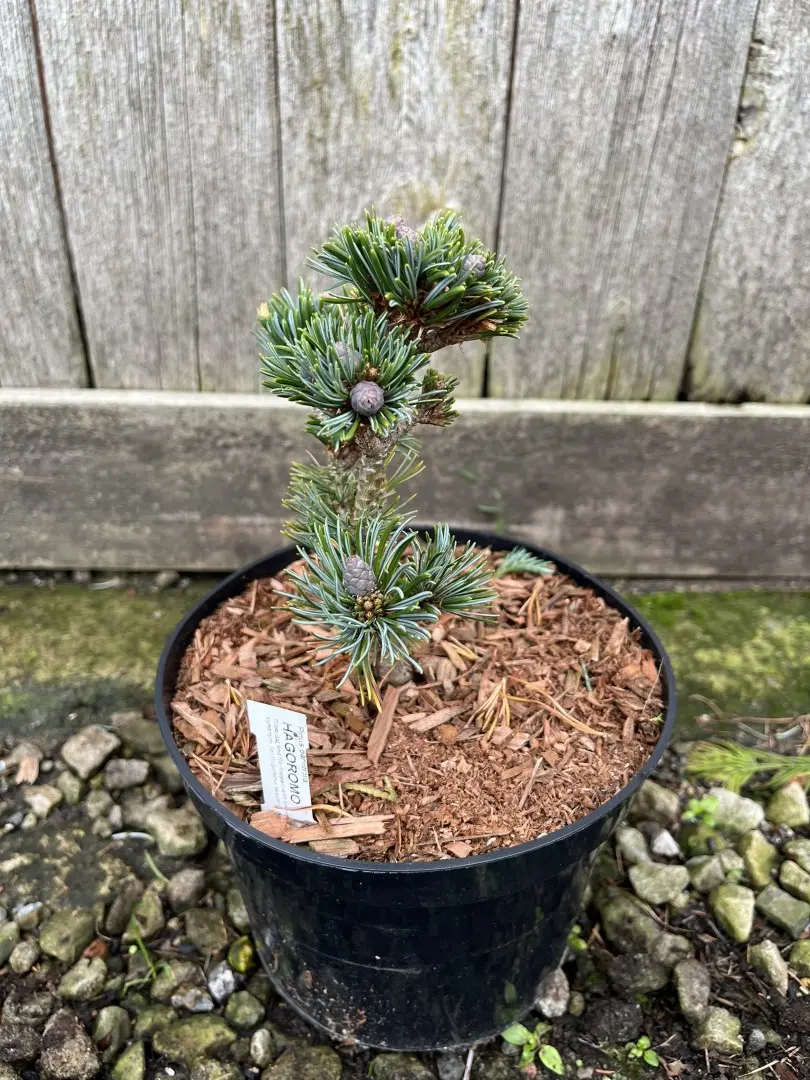 Japanese White Pine 'Hagoromo' 10/20cm (2L) - Image 2