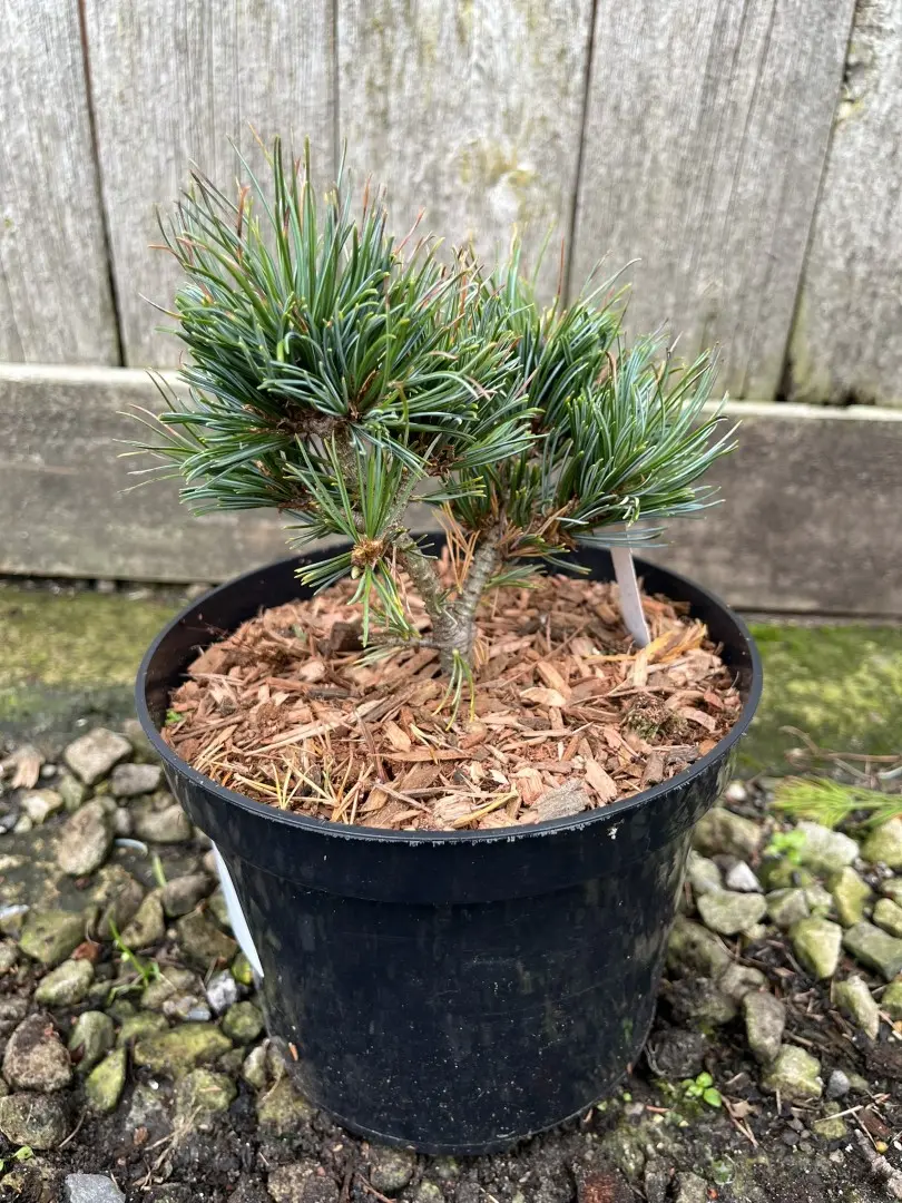 Japanese White Pine 'Hagoromo' 10/20cm (2L) - Image 4