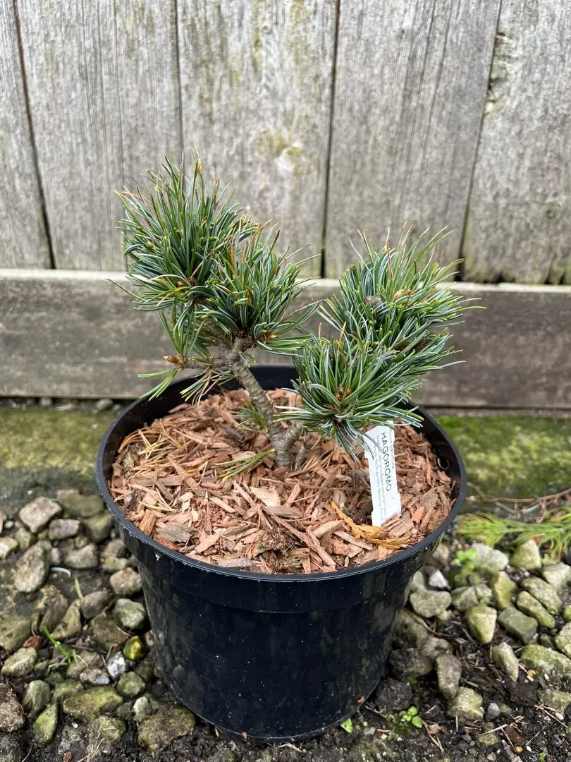 Japanese White Pine 'Hagoromo' 10/20cm (2L) - Image 3