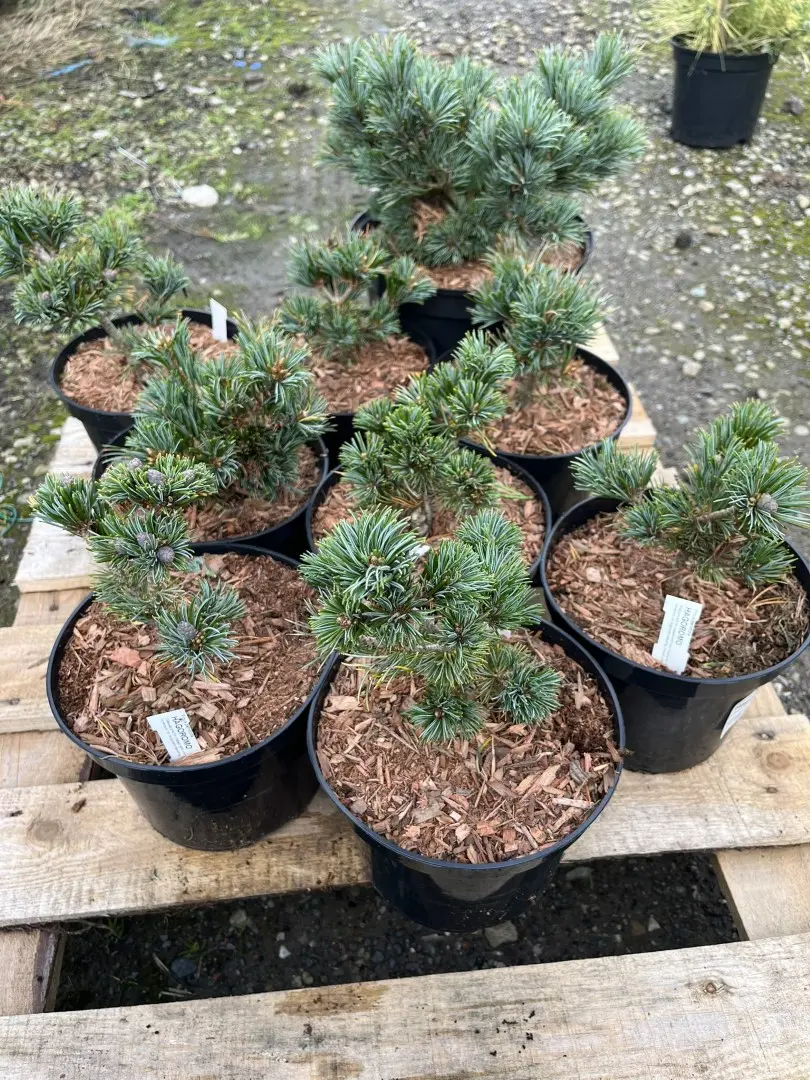 Japanese White Pine 'Hagoromo' 10/20cm (2L) - Image 5
