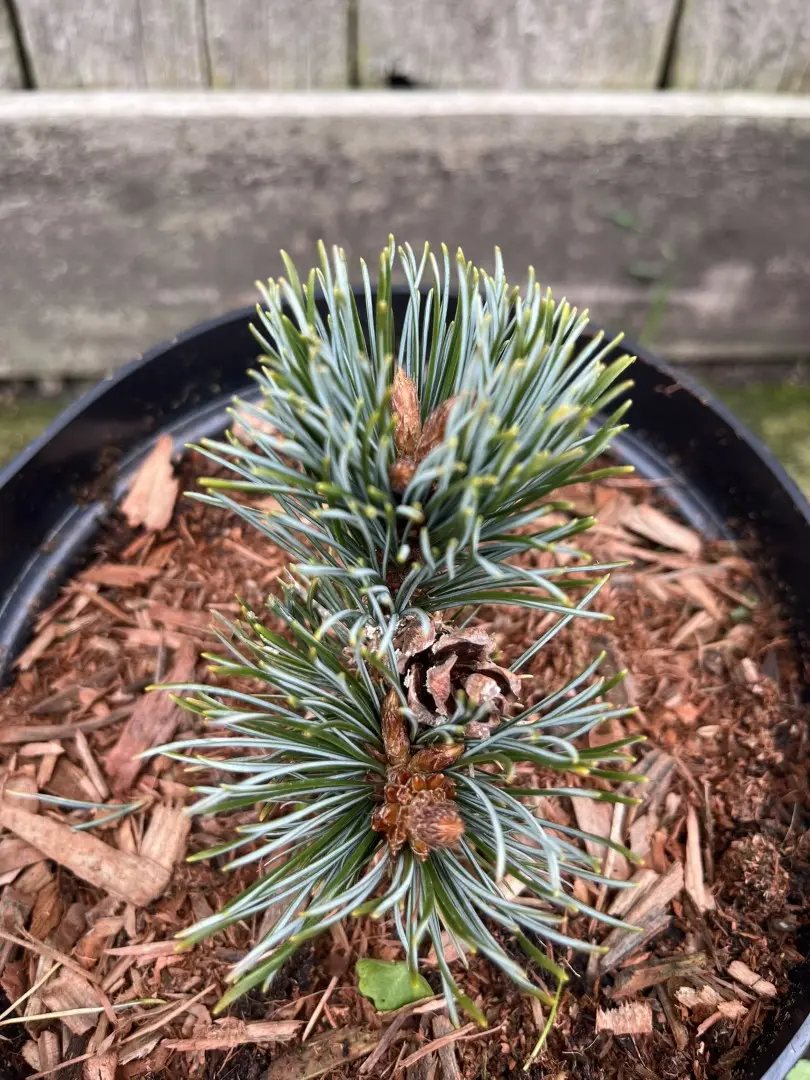 Japanese White Pine 'Kinpo' 10/20cm (2L) (Young) - Image 6