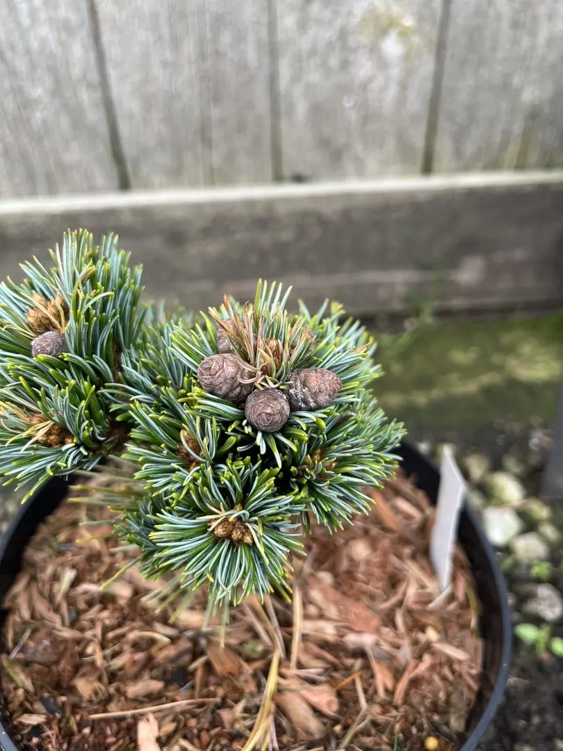 Japanese White Pine 'Kinpo' 10/20cm (2L) (Young) - Image 10