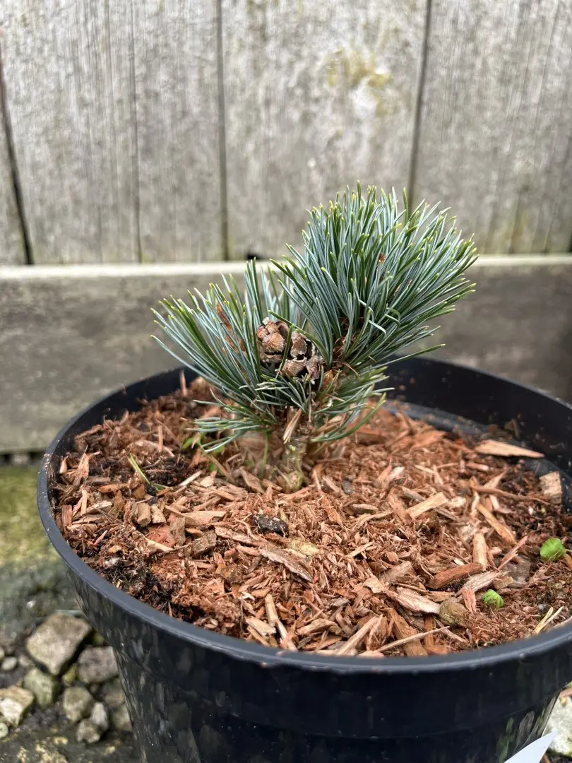 Japanese White Pine 'Kinpo' 10/20cm (2L) (Young) - Image 5