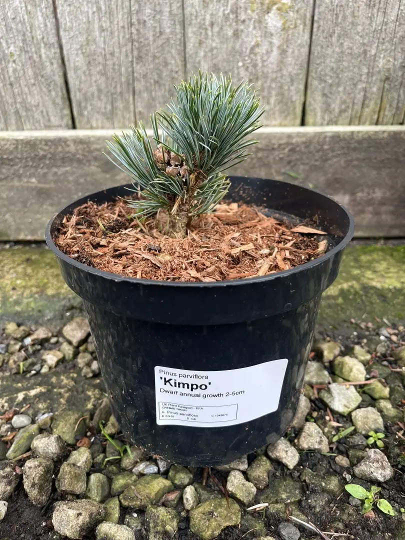 Japanese White Pine 'Kinpo' 10/20cm (2L) (Young) - Image 3