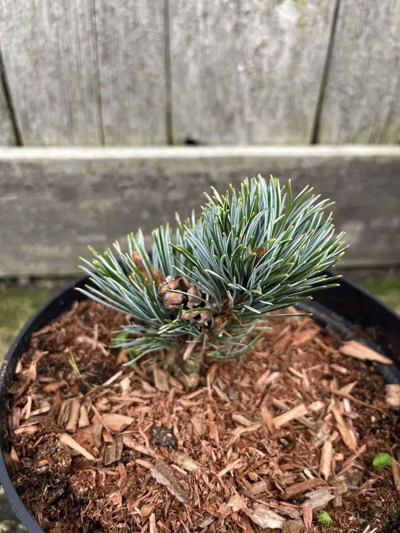 Japanese White Pine 'Kinpo' 10/20cm (2L) (Young) - Image 4