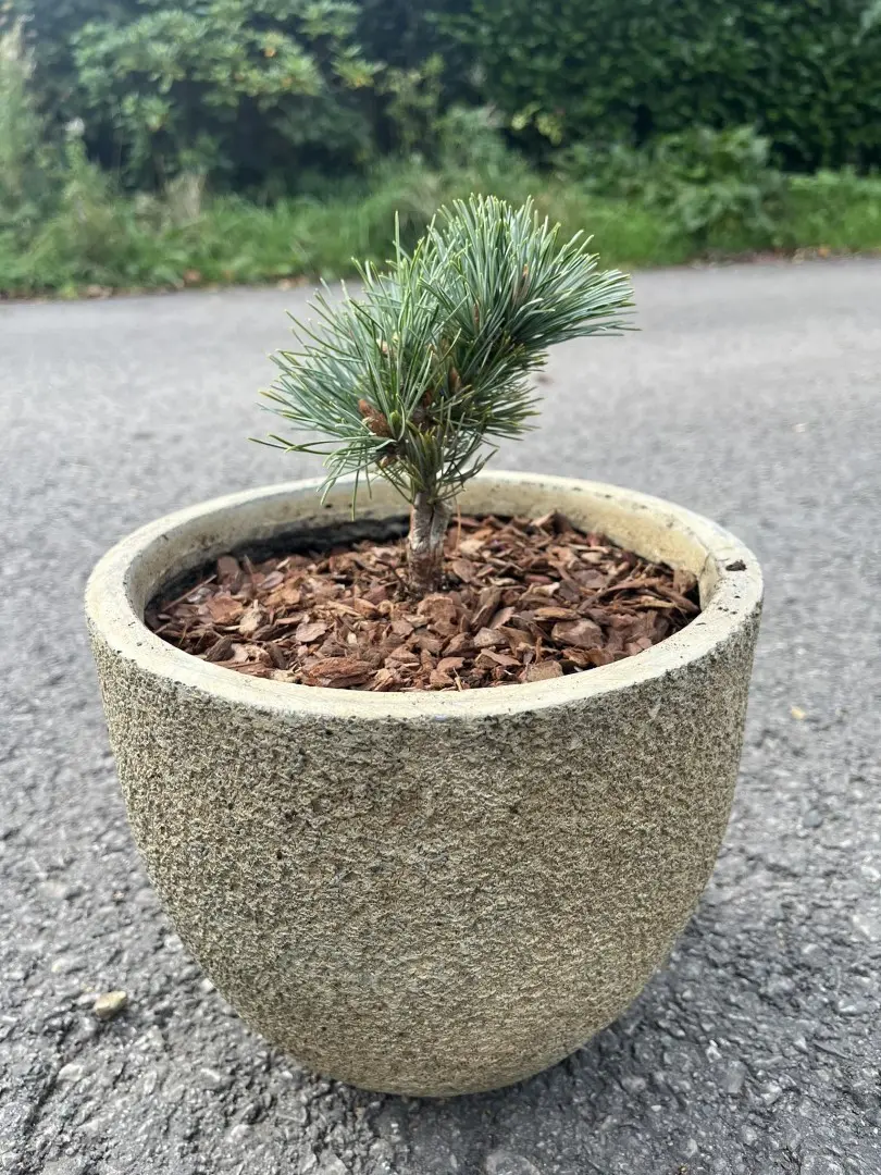 Japanese White Pine 'Kinpo' 10/20cm (2L) (Young)