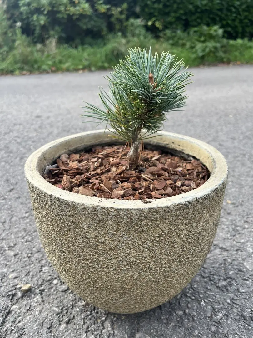 Japanese White Pine 'Kinpo' 10/20cm (2L) (Young) - Image 2