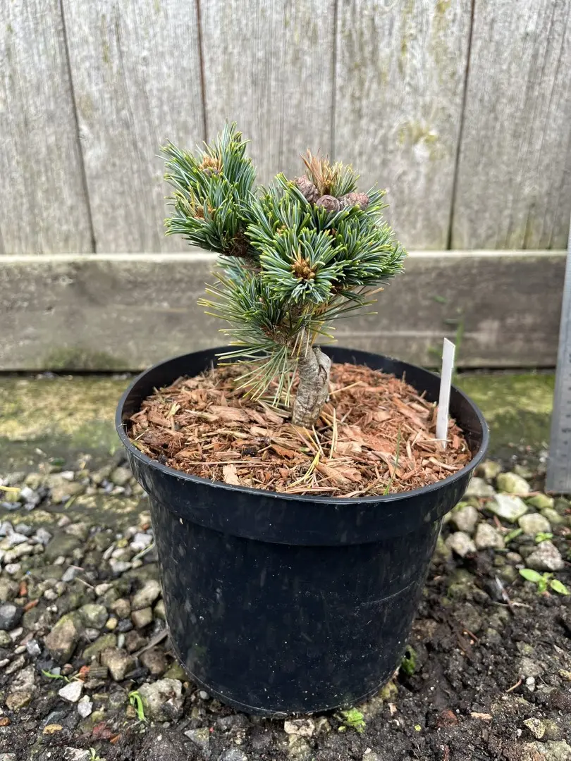 Japanese White Pine 'Kinpo' 10/20cm (2L) (Young) - Image 9