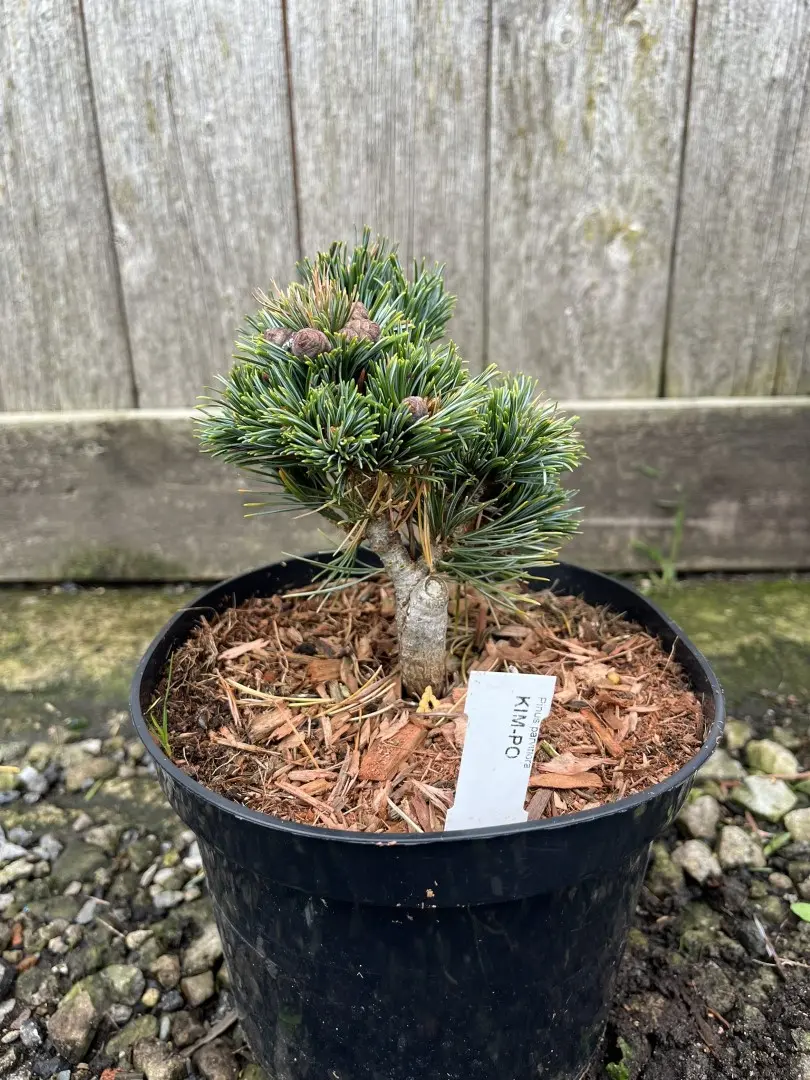 Japanese White Pine 'Kinpo' 10/20cm (2L) (Young) - Image 7