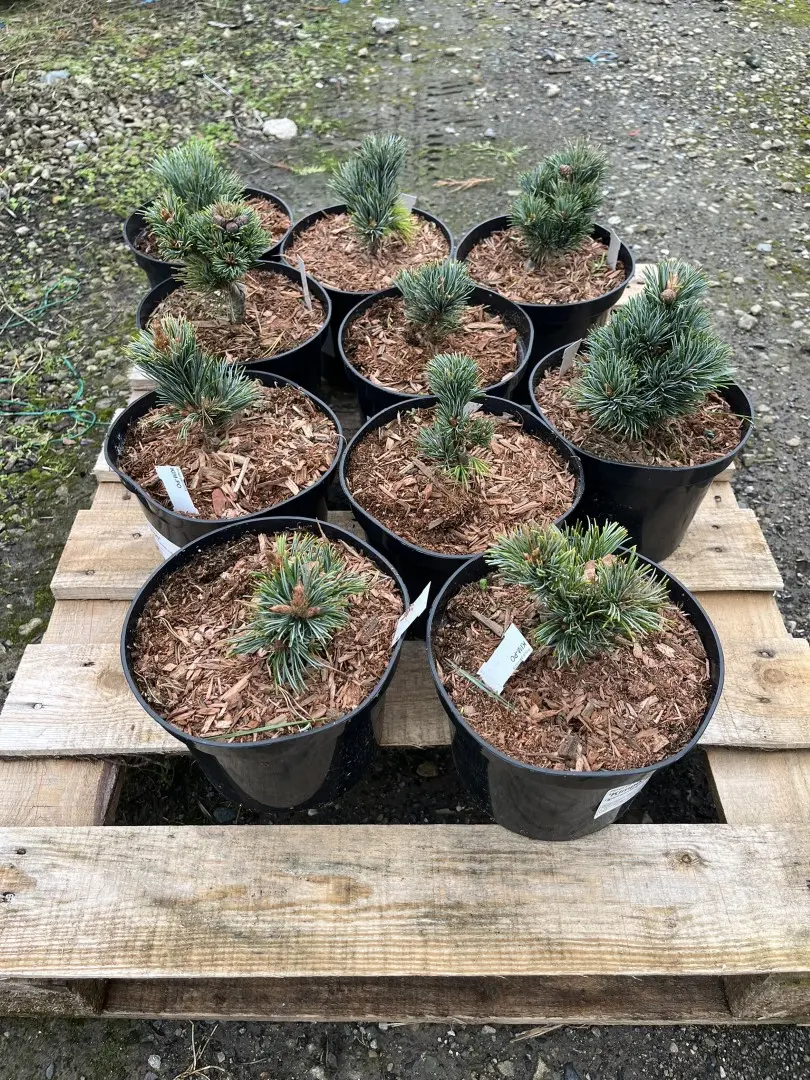 Japanese White Pine 'Kinpo' 10/20cm (2L) (Young) - Image 13