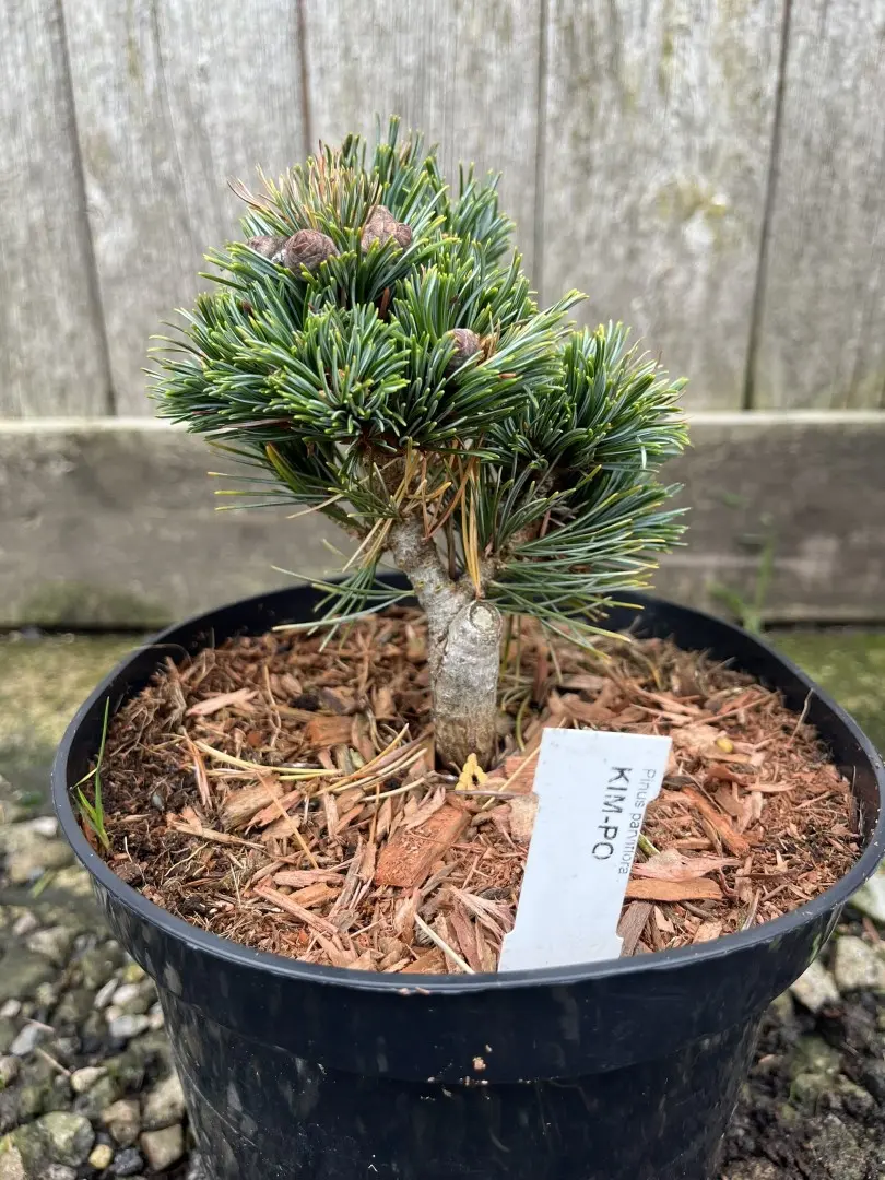 Japanese White Pine 'Kinpo' 10/20cm (2L) (Young) - Image 8