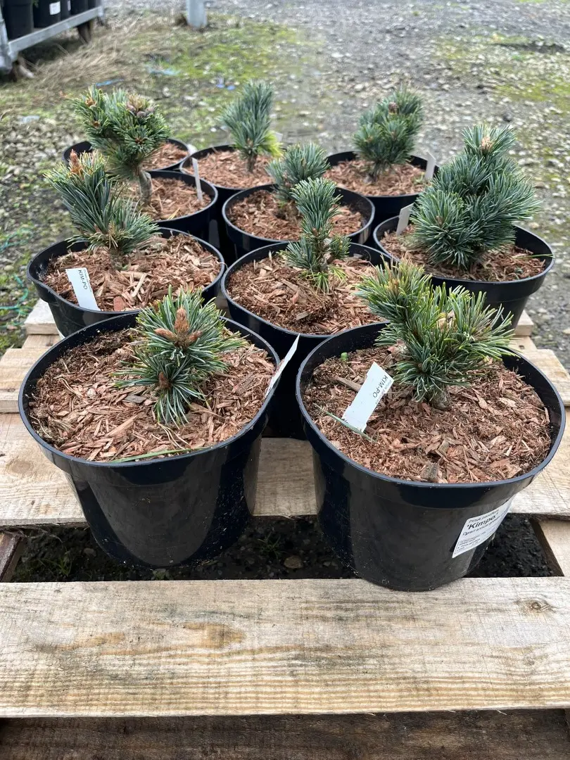 Japanese White Pine 'Kinpo' 10/20cm (2L) (Young) - Image 12