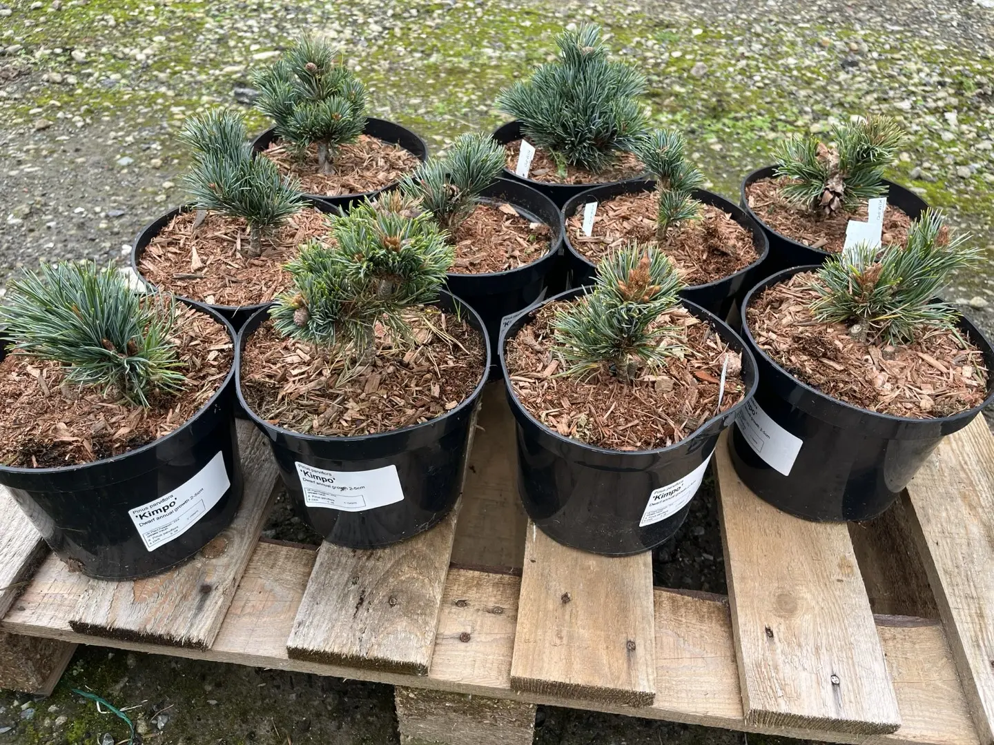 Japanese White Pine 'Kinpo' 10/20cm (2L) (Young) - Image 11