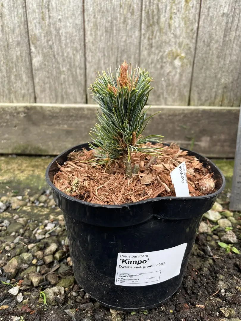 Japanese White Pine 'Kinpo' 10/20cm (2L) (Young) - Image 14