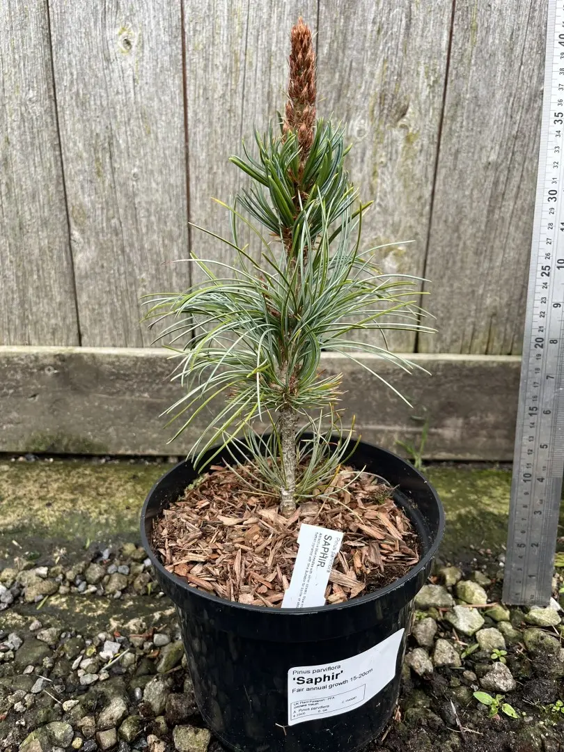 Japanese White Pine 'Saphir' 10/20cm (2L) - Image 4