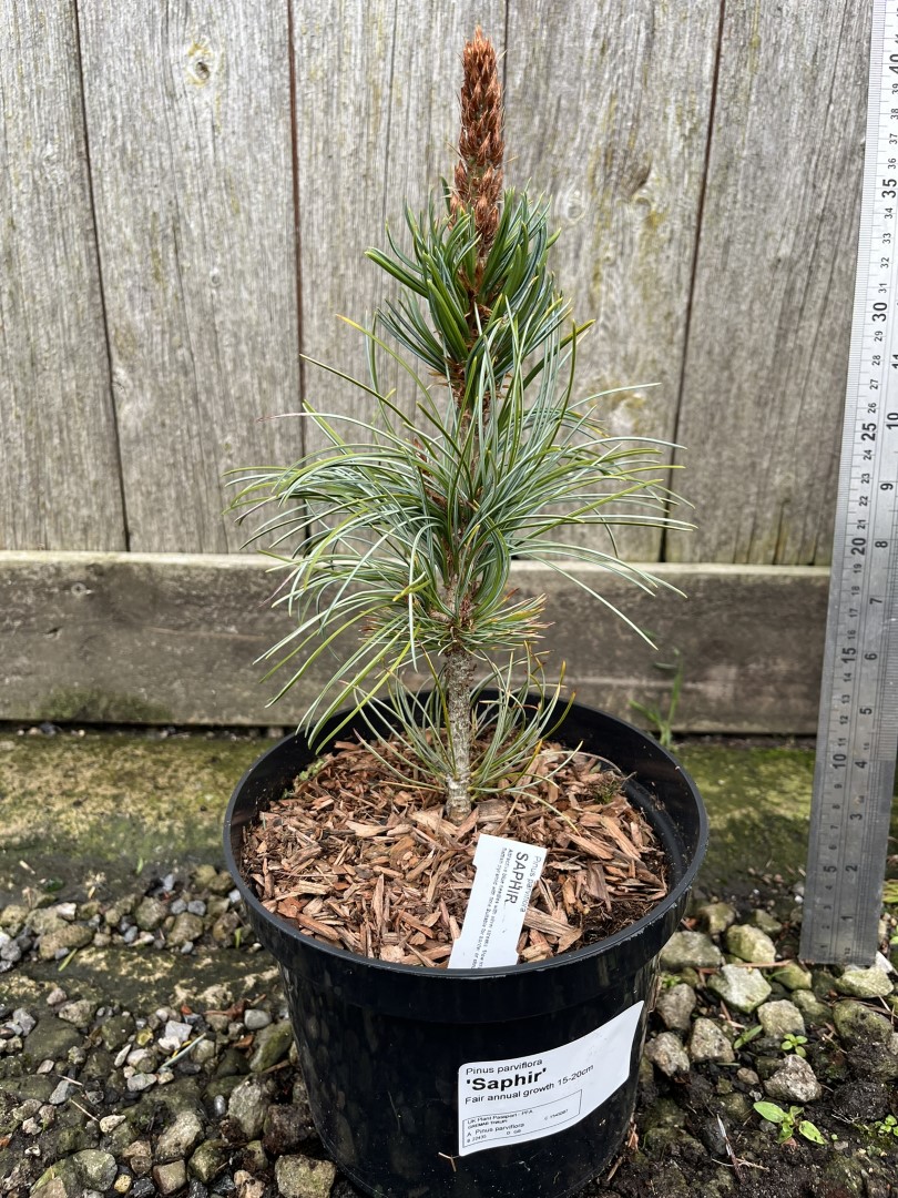 Japanese White Pine 'Saphir' 10/20cm (2L) - Image 4