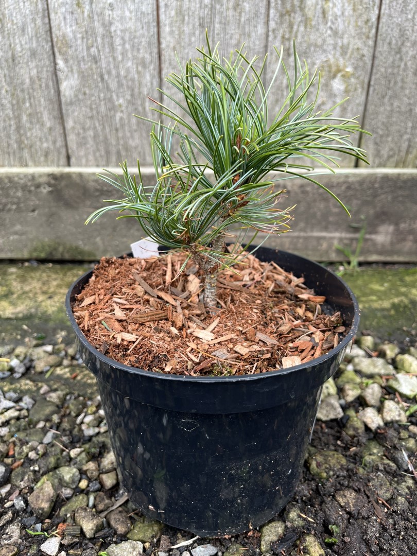 Japanese White Pine 'Saphir' 10/20cm (2L)