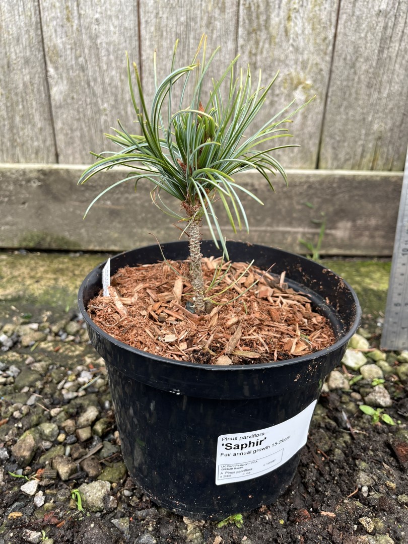 Japanese White Pine 'Saphir' 10/20cm (2L) - Image 6