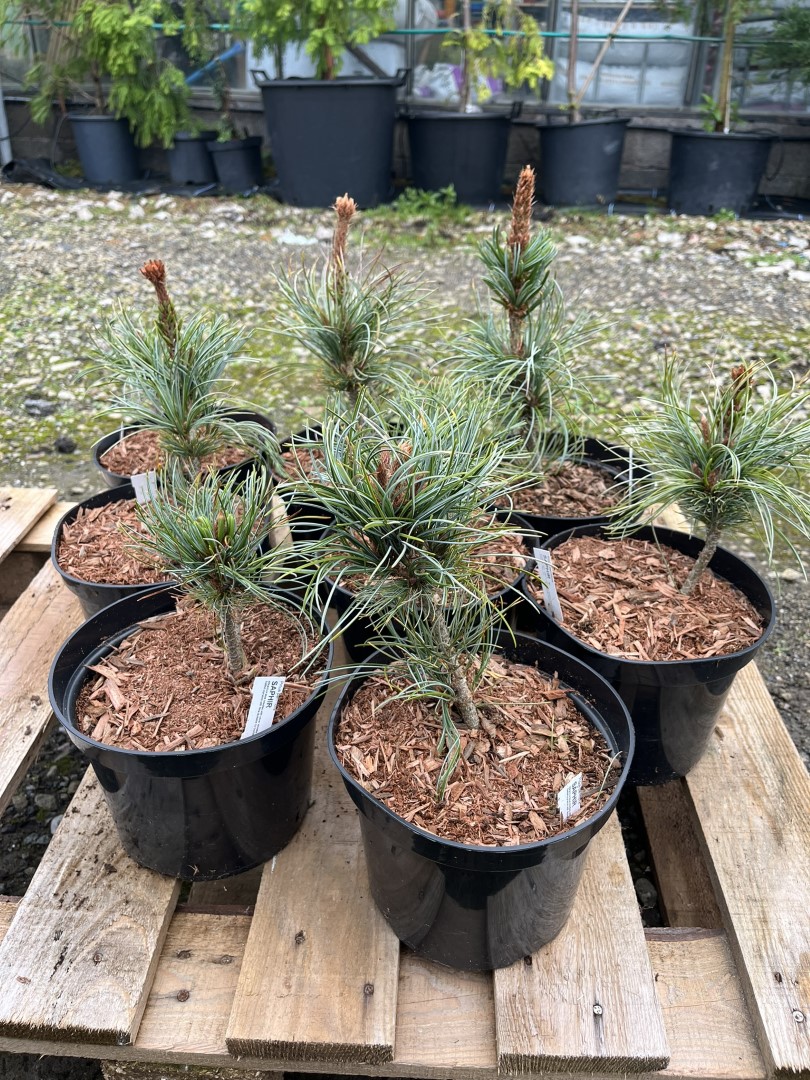 Japanese White Pine 'Saphir' 10/20cm (2L) - Image 2