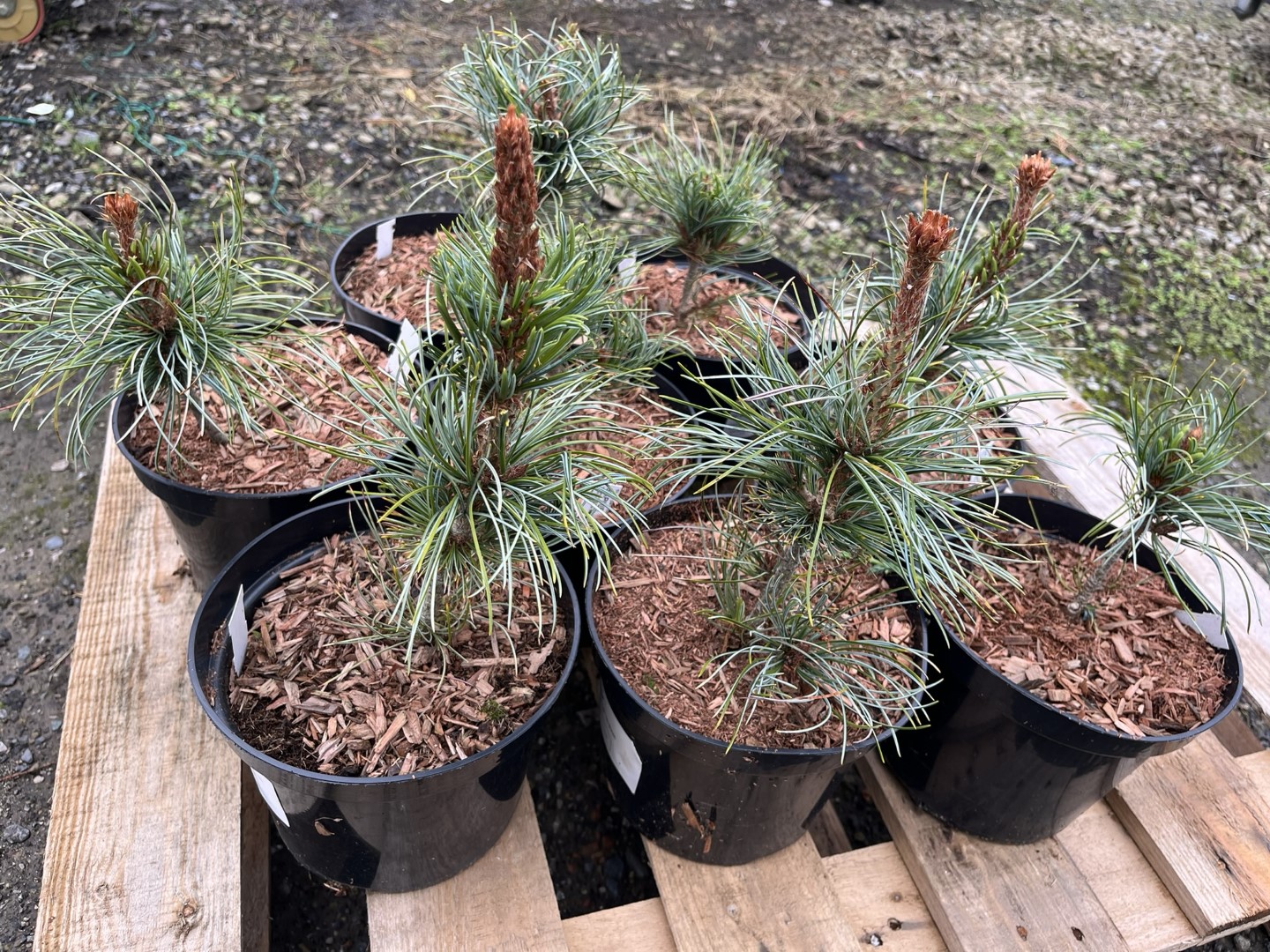 Japanese White Pine 'Saphir' 10/20cm (2L) - Image 3