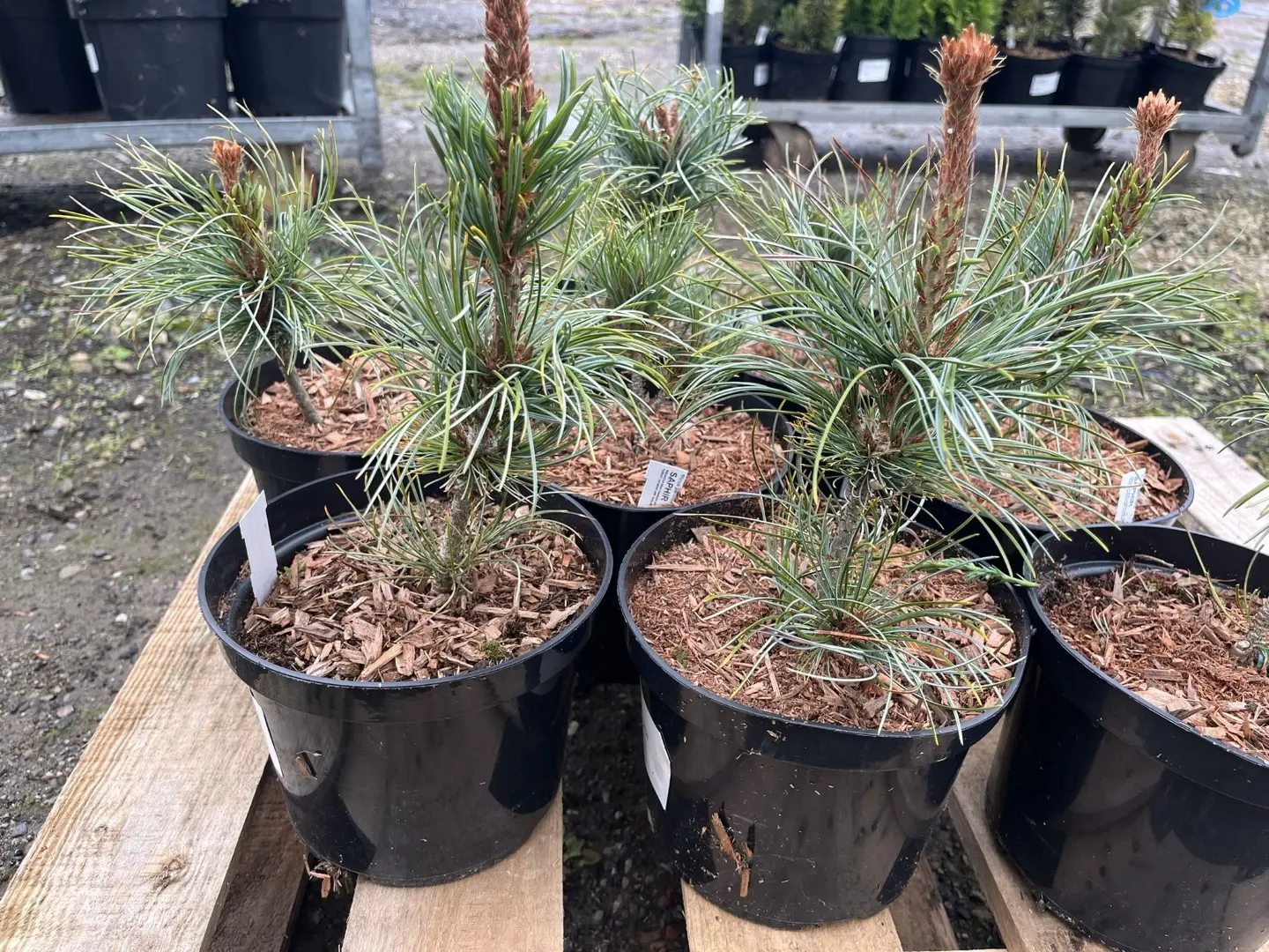 Japanese White Pine 'Saphir' 10/20cm (2L) - Image 5