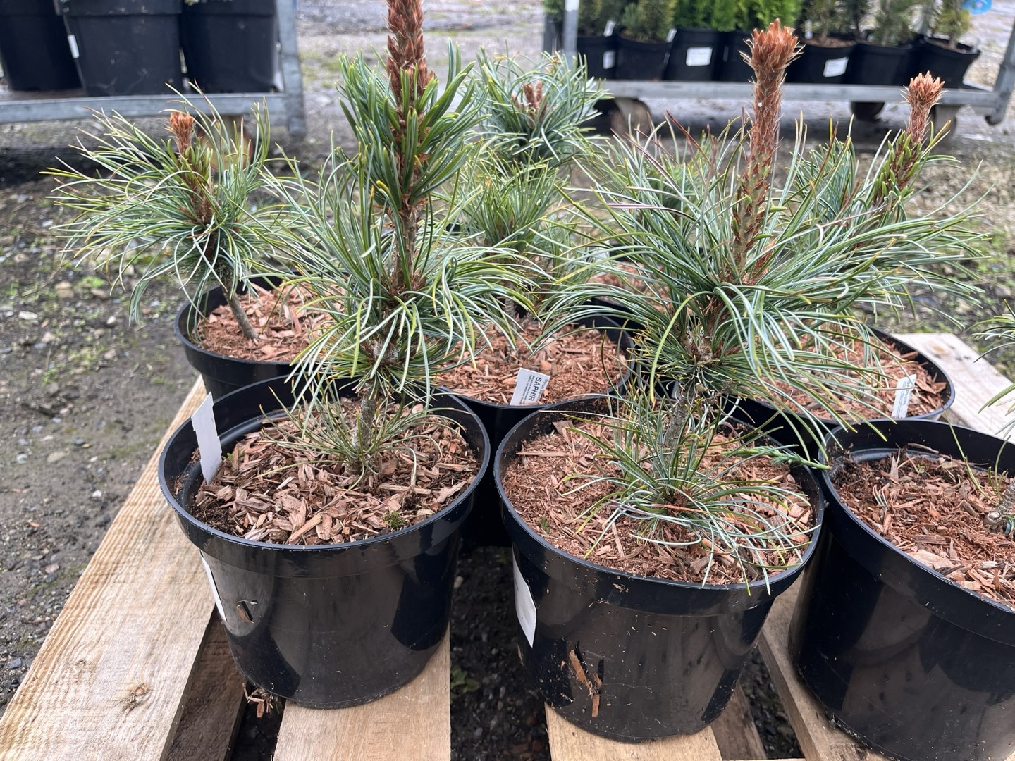 Japanese White Pine 'Saphir' 10/20cm (2L) - Image 5