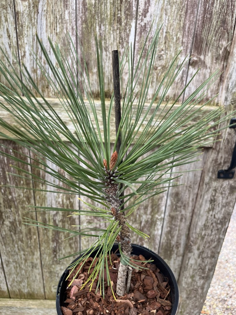 Jeffrey's Pine 20/40cm (3L) - Image 2