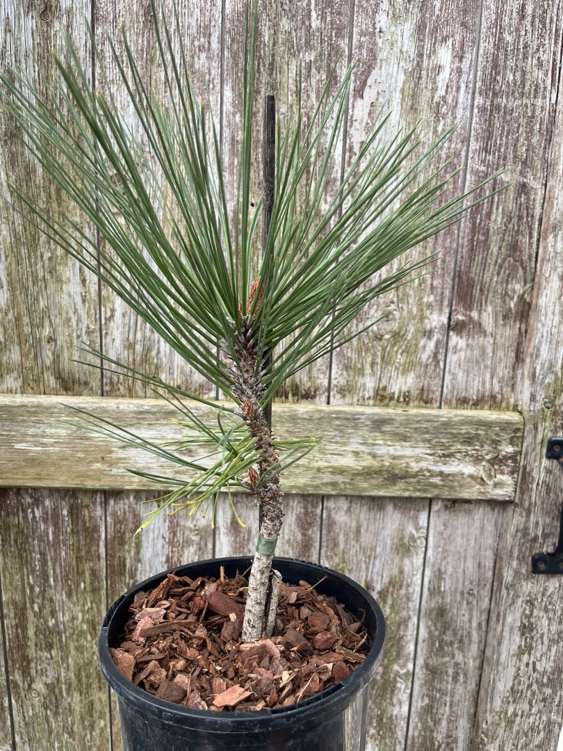 Jeffrey's Pine 20/40cm (3L) - Image 3
