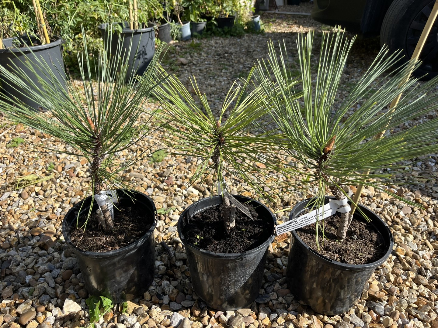 Jeffrey's Pine 20/40cm (3L) - Image 4