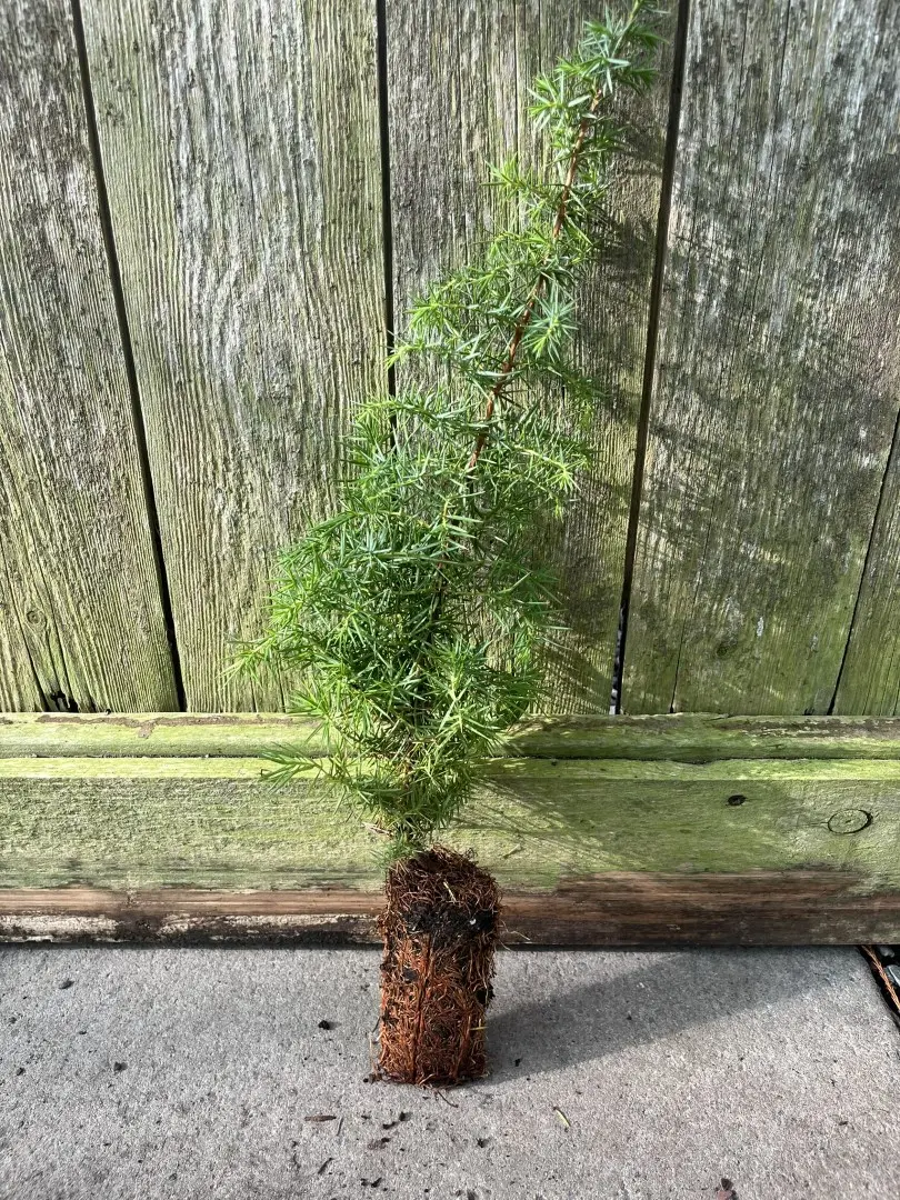 Juniperus communis - Common Juniper Bush
