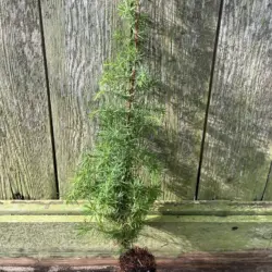 Juniperus communis - Common Juniper Bush