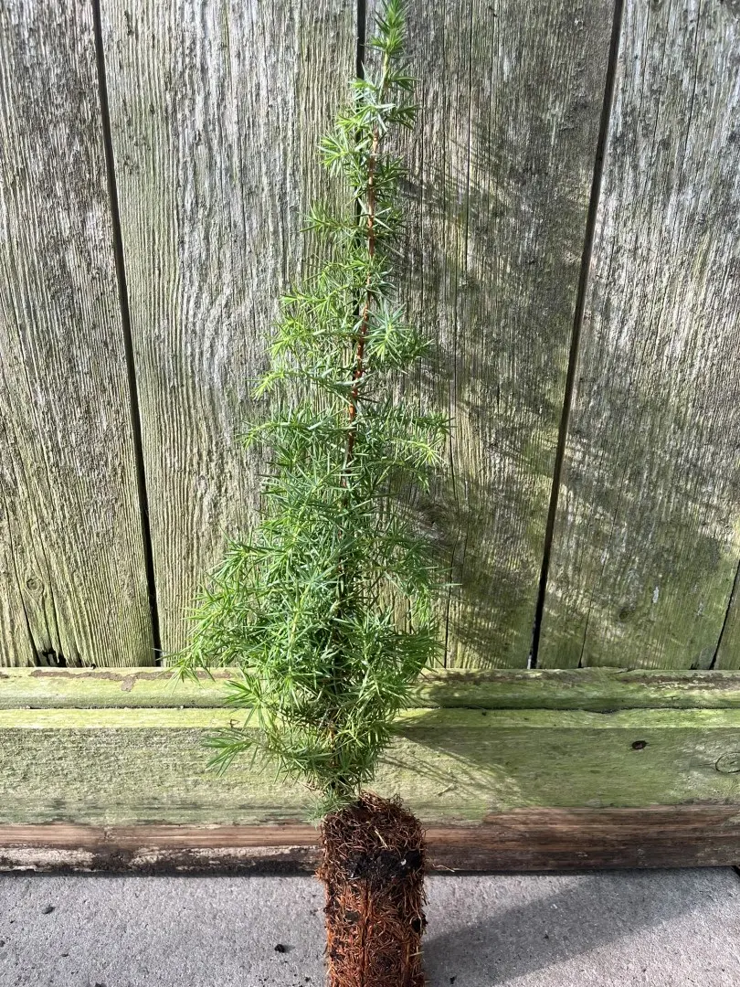 Juniperus communis - Common Juniper Bush