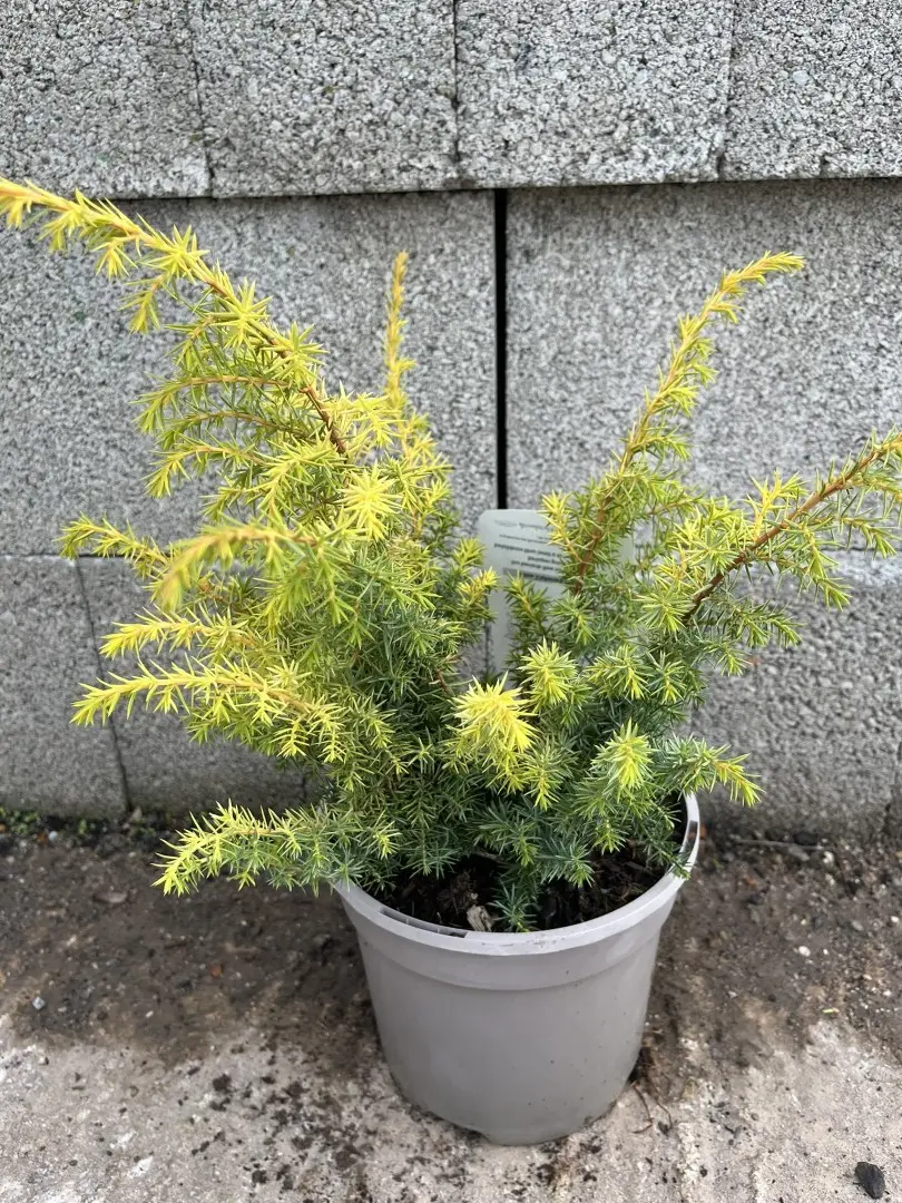 Golden Showers Juniper 20/40cm (3L)
