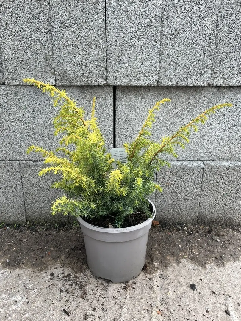 Golden Showers Juniper 20/40cm (3L) - Image 3
