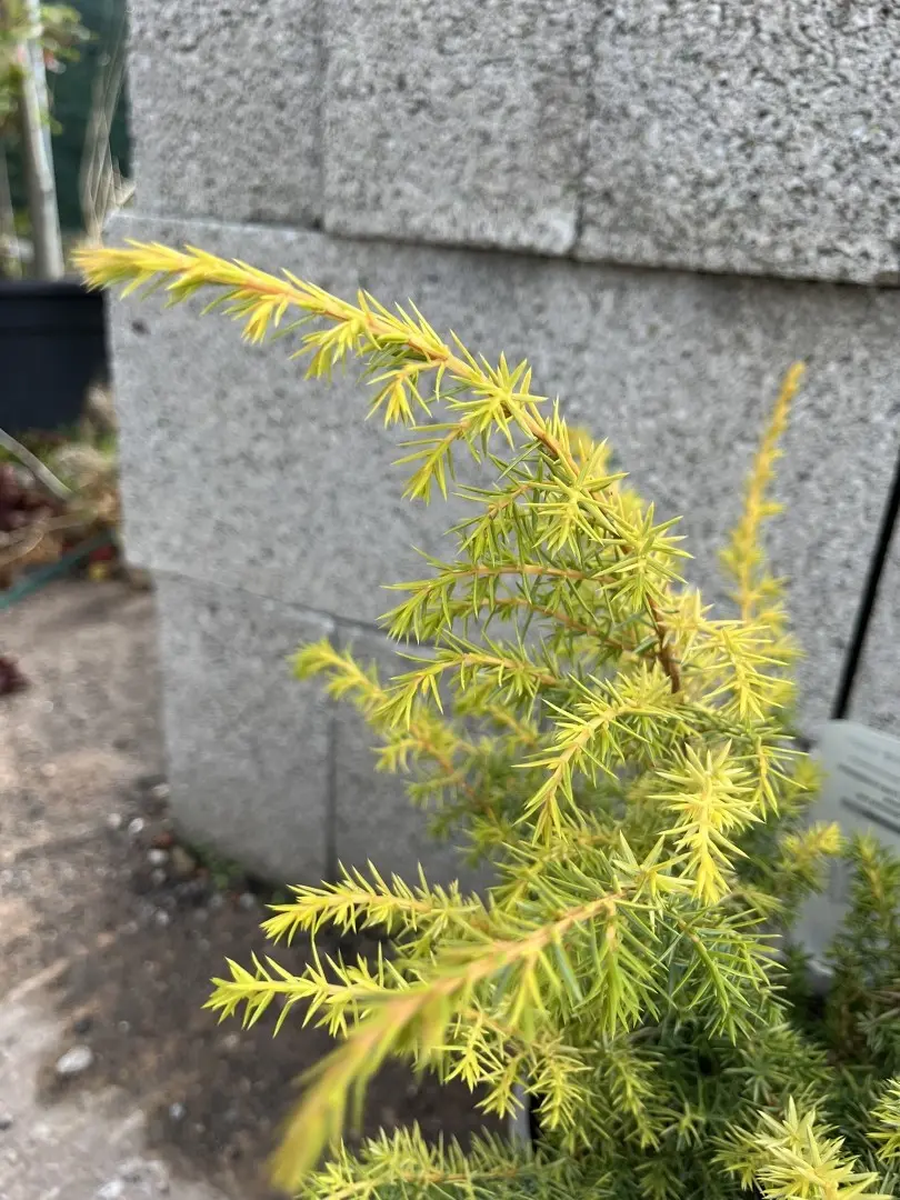 Golden Showers Juniper 20/40cm (3L) - Image 2
