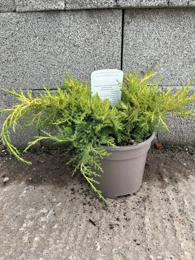 Goldkissen Juniper 20/40cm (3L)
