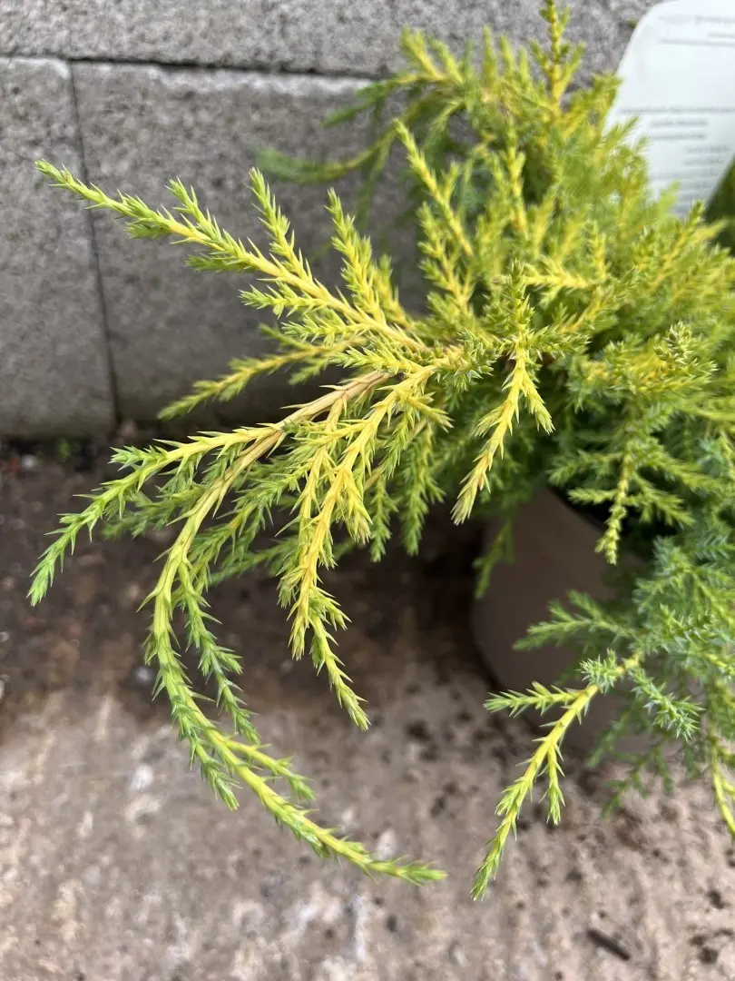 Goldkissen Juniper 20/40cm (3L) - Image 2