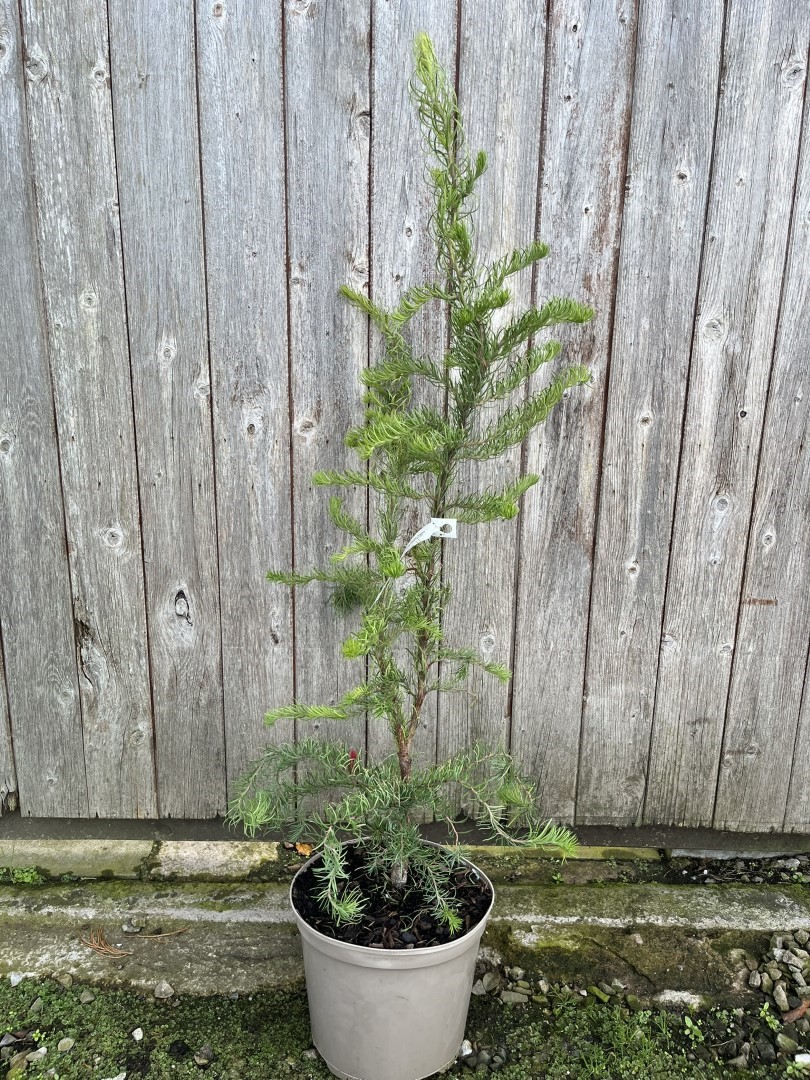 Japanese Larch 'Diana' 80/100cm (7.5L) - Image 2